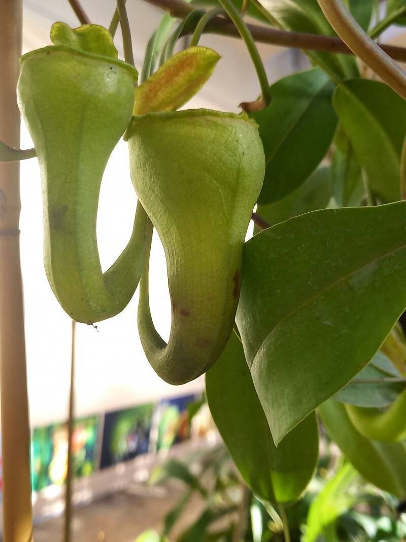 Nepenthes dubia other