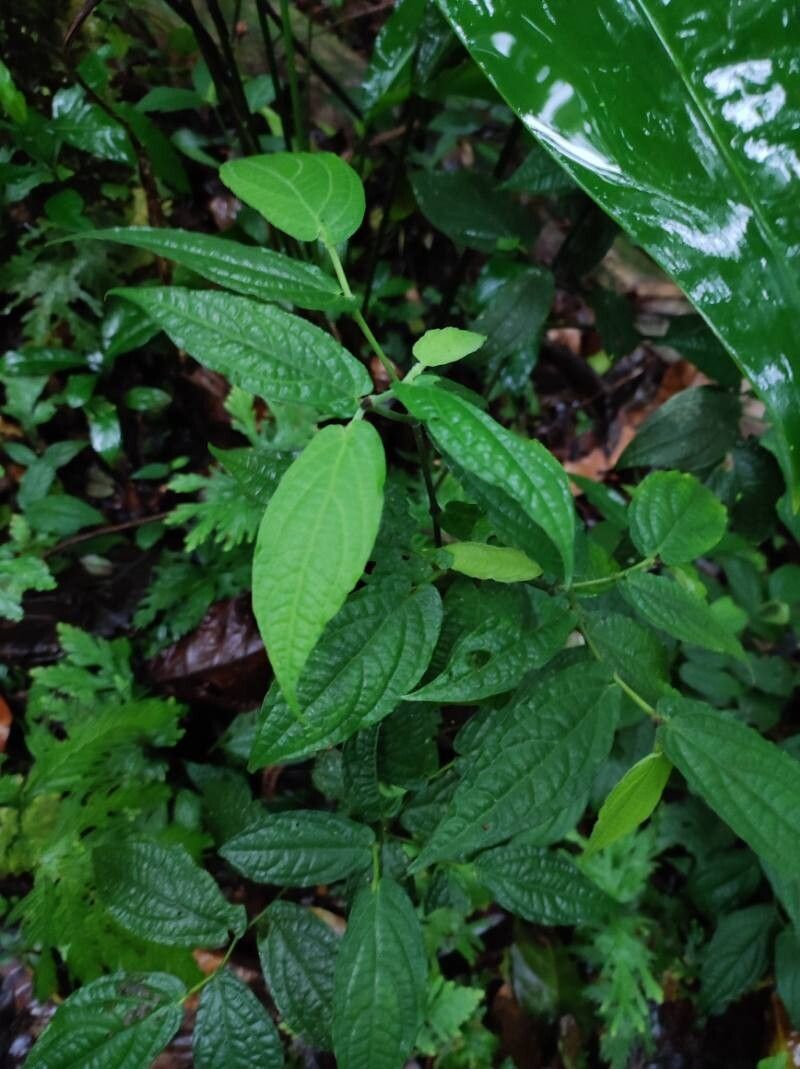 Piper obscurifolium leaf