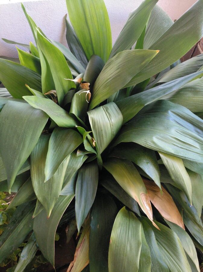 Aspidistra lurida flower