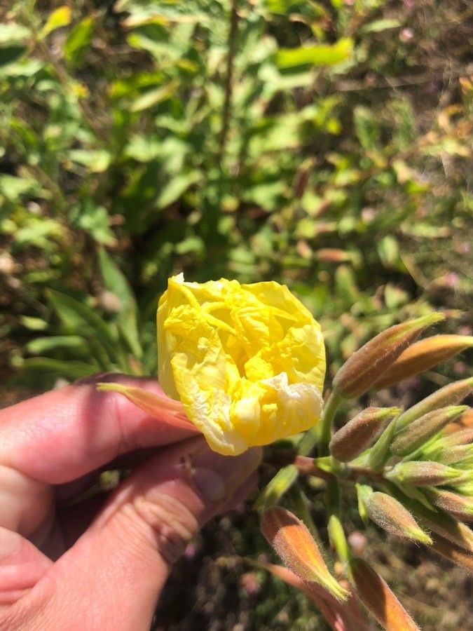 Oenothera elata flower