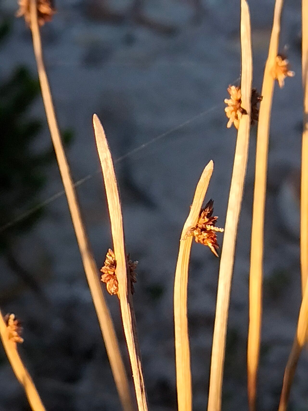 Ficinia nodosa — houseplant care guide