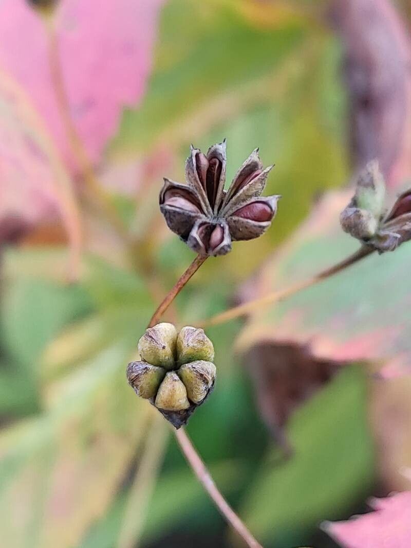 Gillenia trifoliata fruit