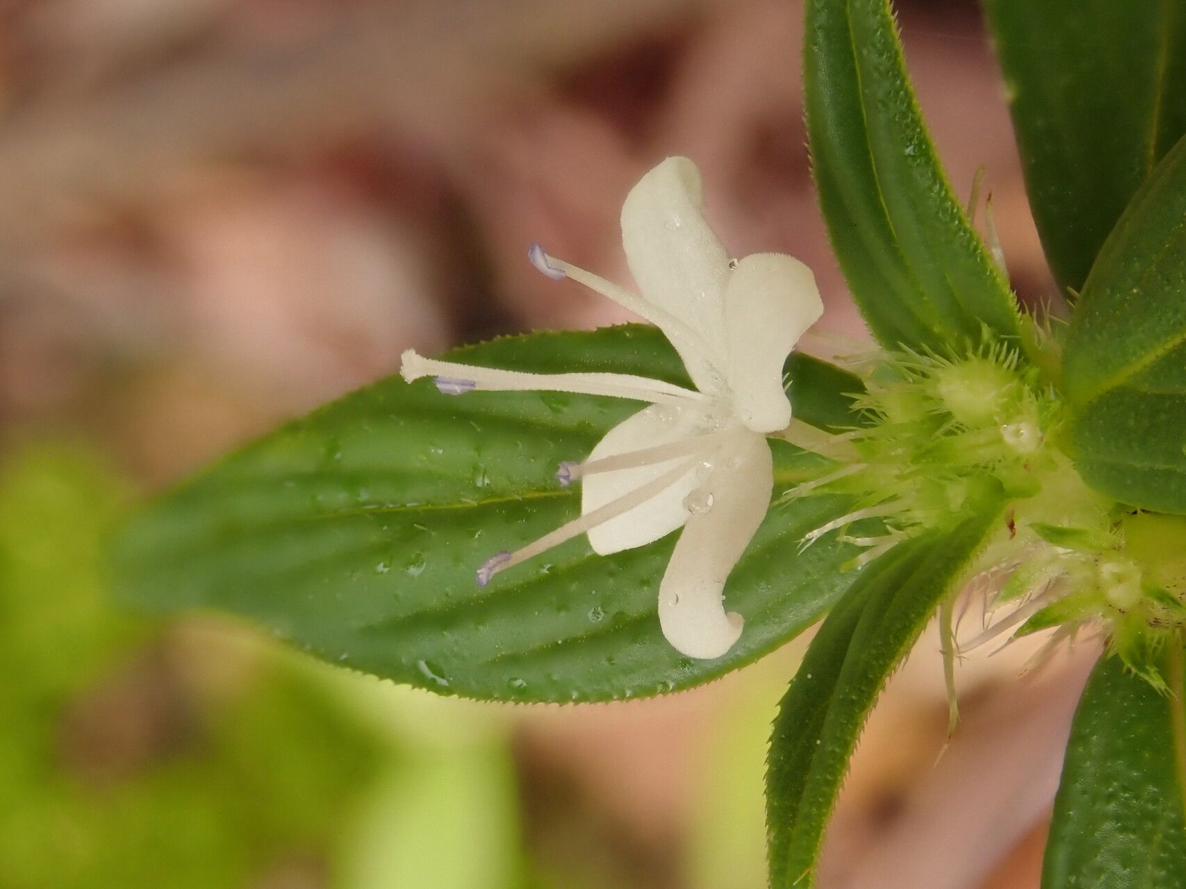 Spermacoce princeae flower