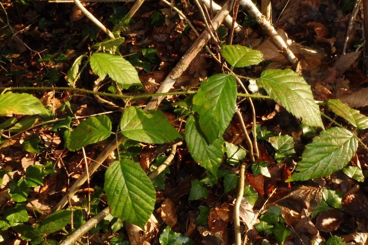 Rubus humulifolius leaf