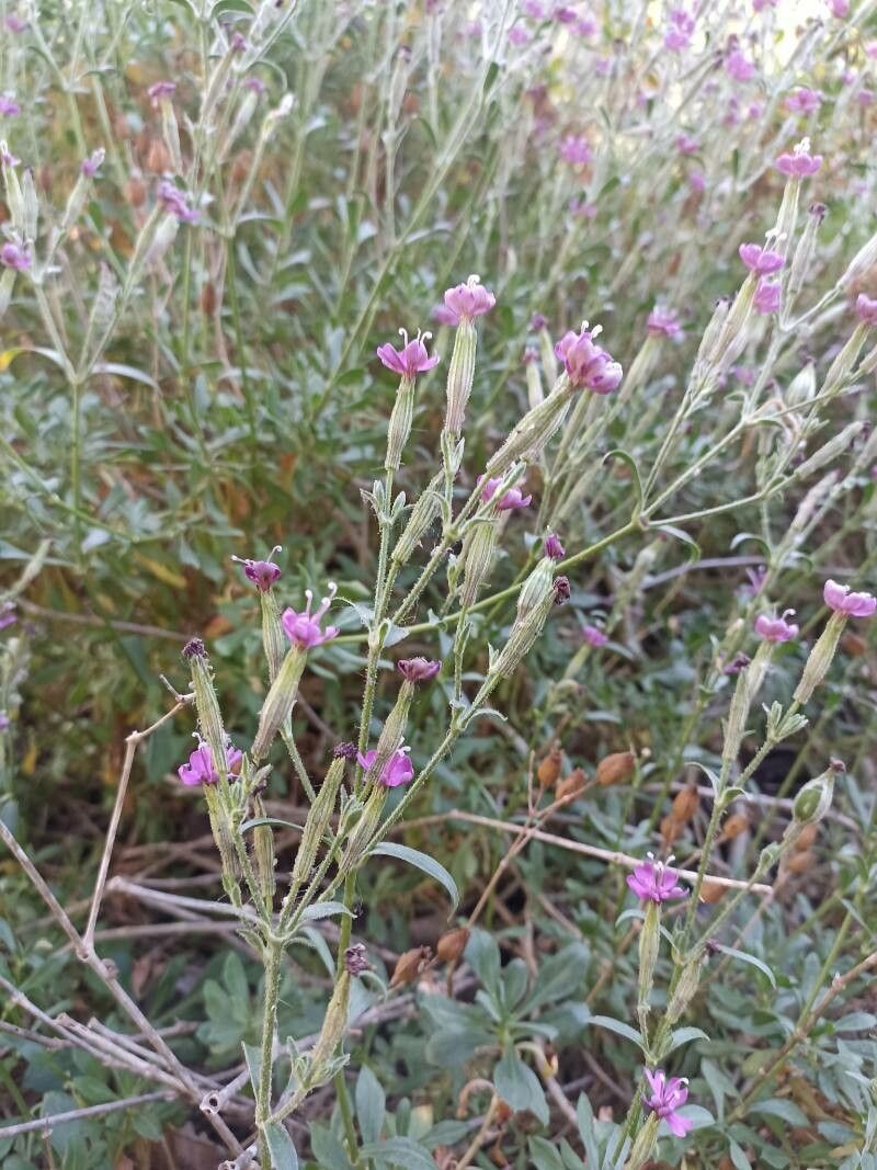 Silene fruticosa flower