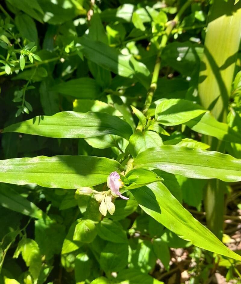 Callisia diuretica habit