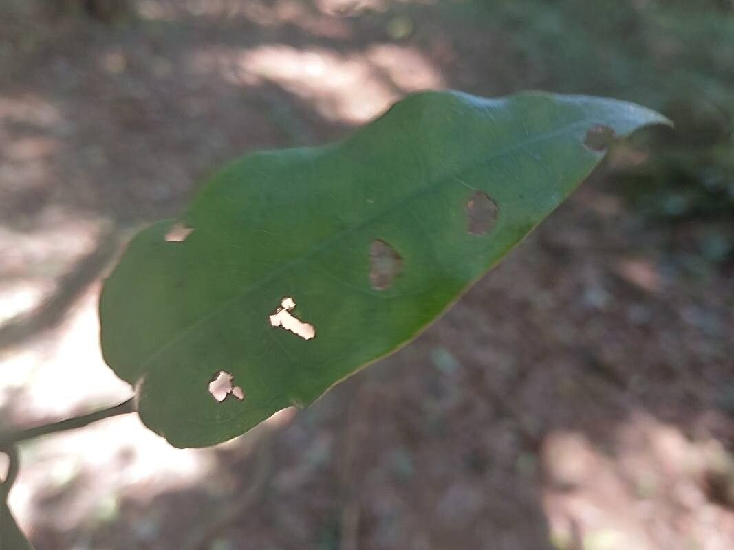Piper madagascariense leaf