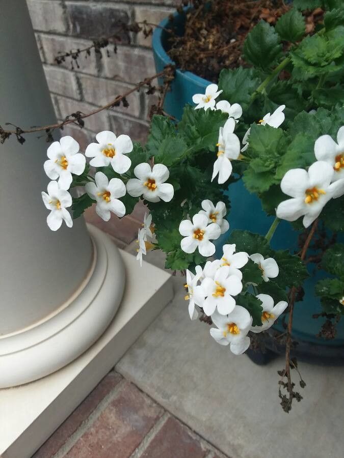 Phlox covillei flower