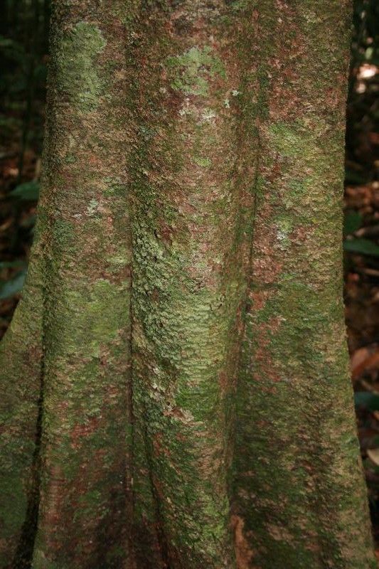 Quiina obovata bark