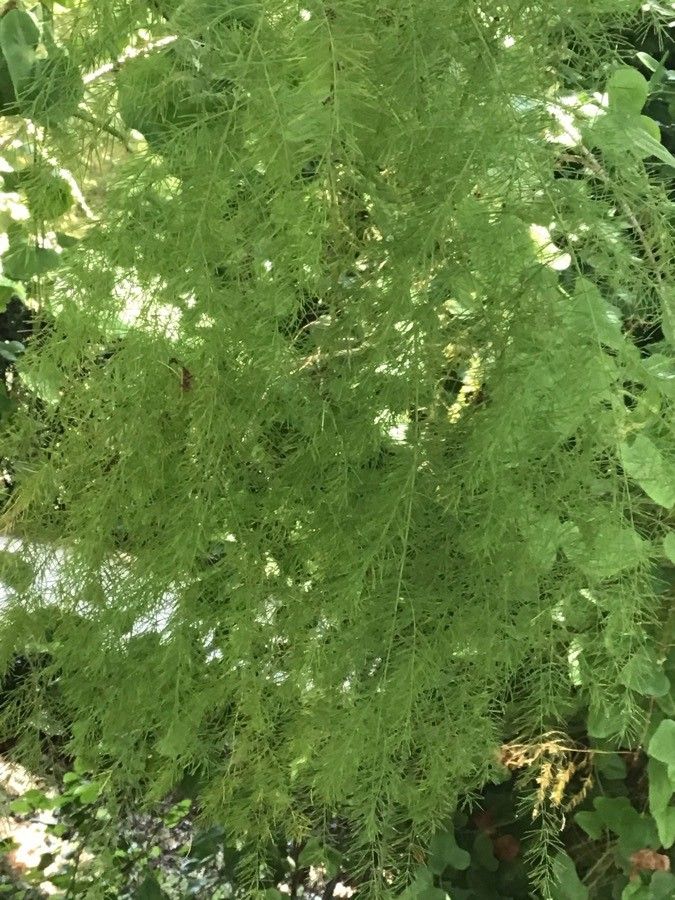 Asparagus scoparius — search result for 'Canary Islands'