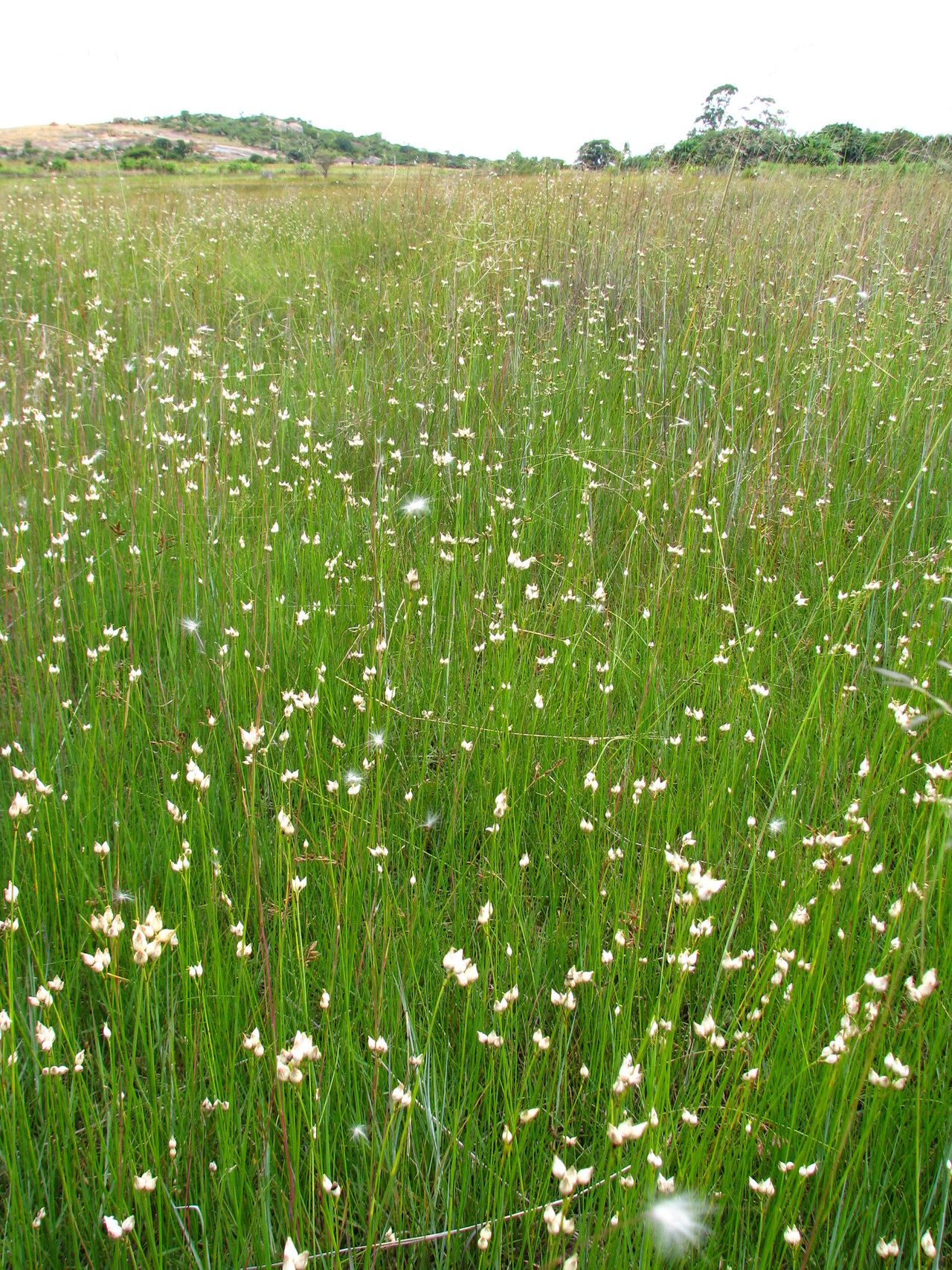 Rhynchospora candida — houseplant care guide