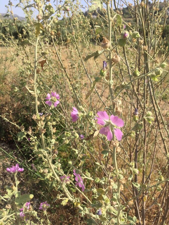 Lavatera bryoniifolia flower