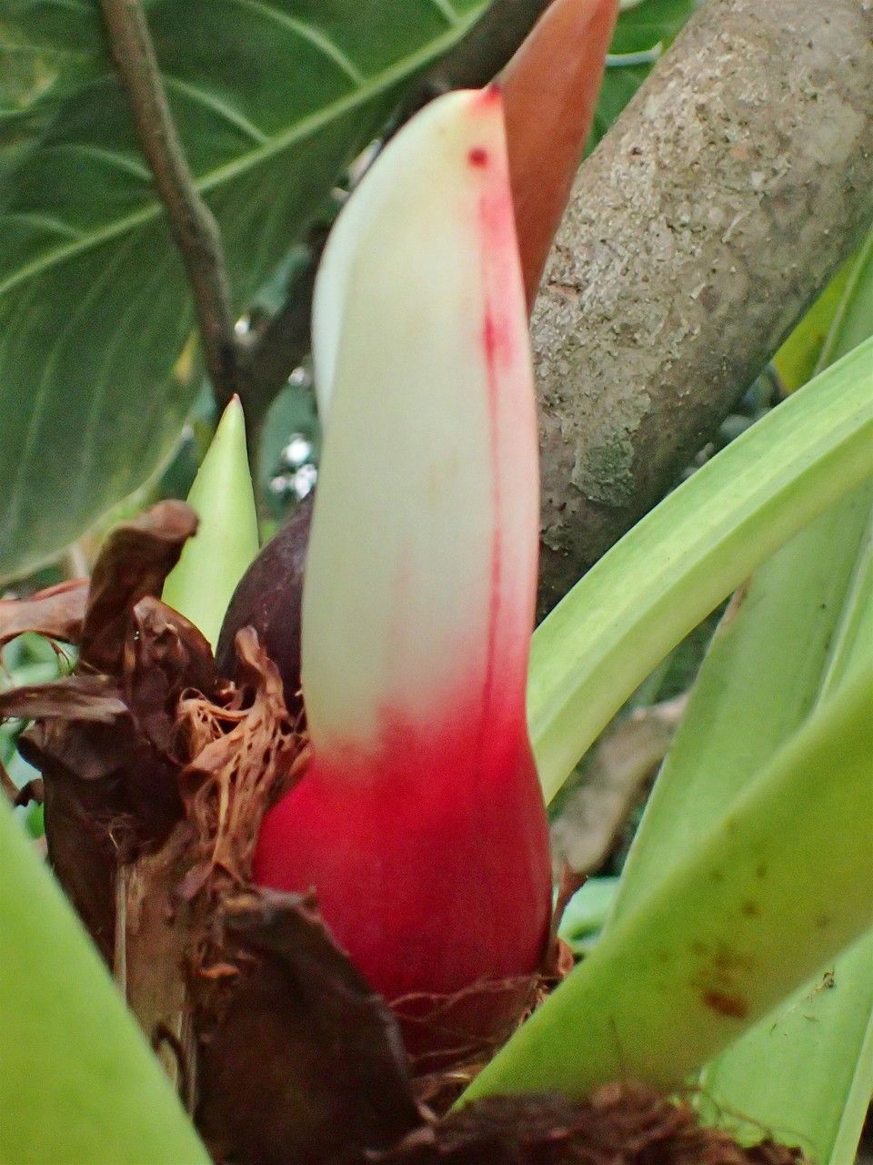 Philodendron fragrantissimum fruit