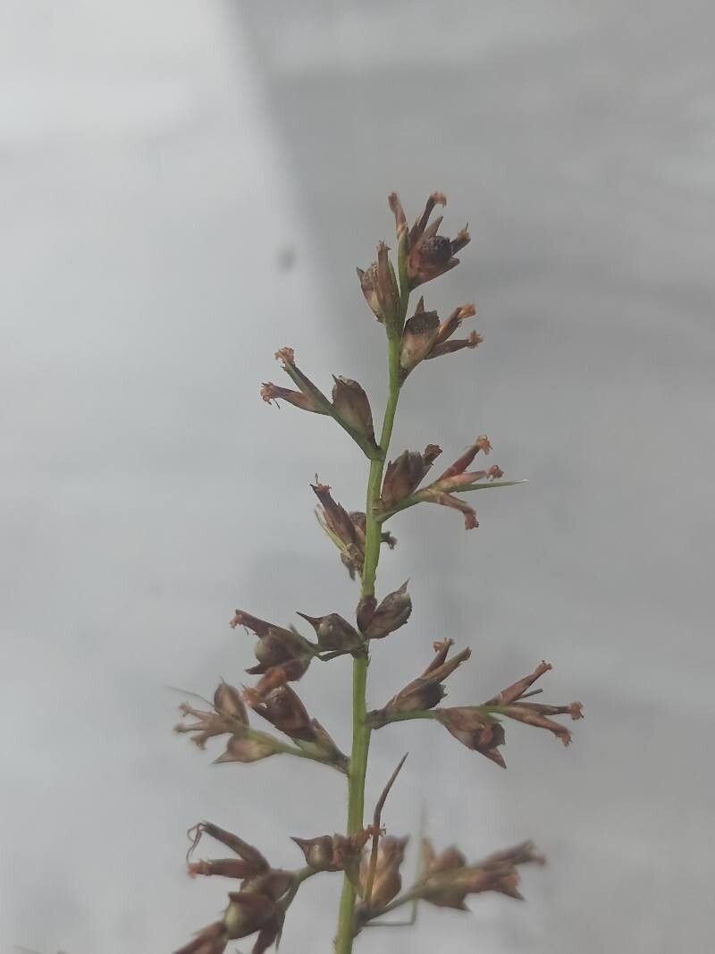 Scleria purpurascens — houseplant care guide