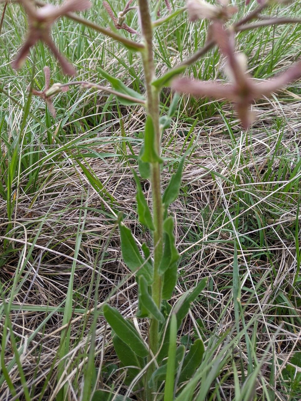 Hesperis tristis — related species from the same genus