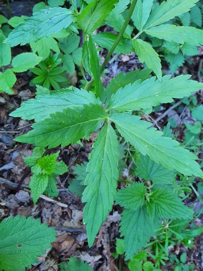 Cardamine bulbifera leaf