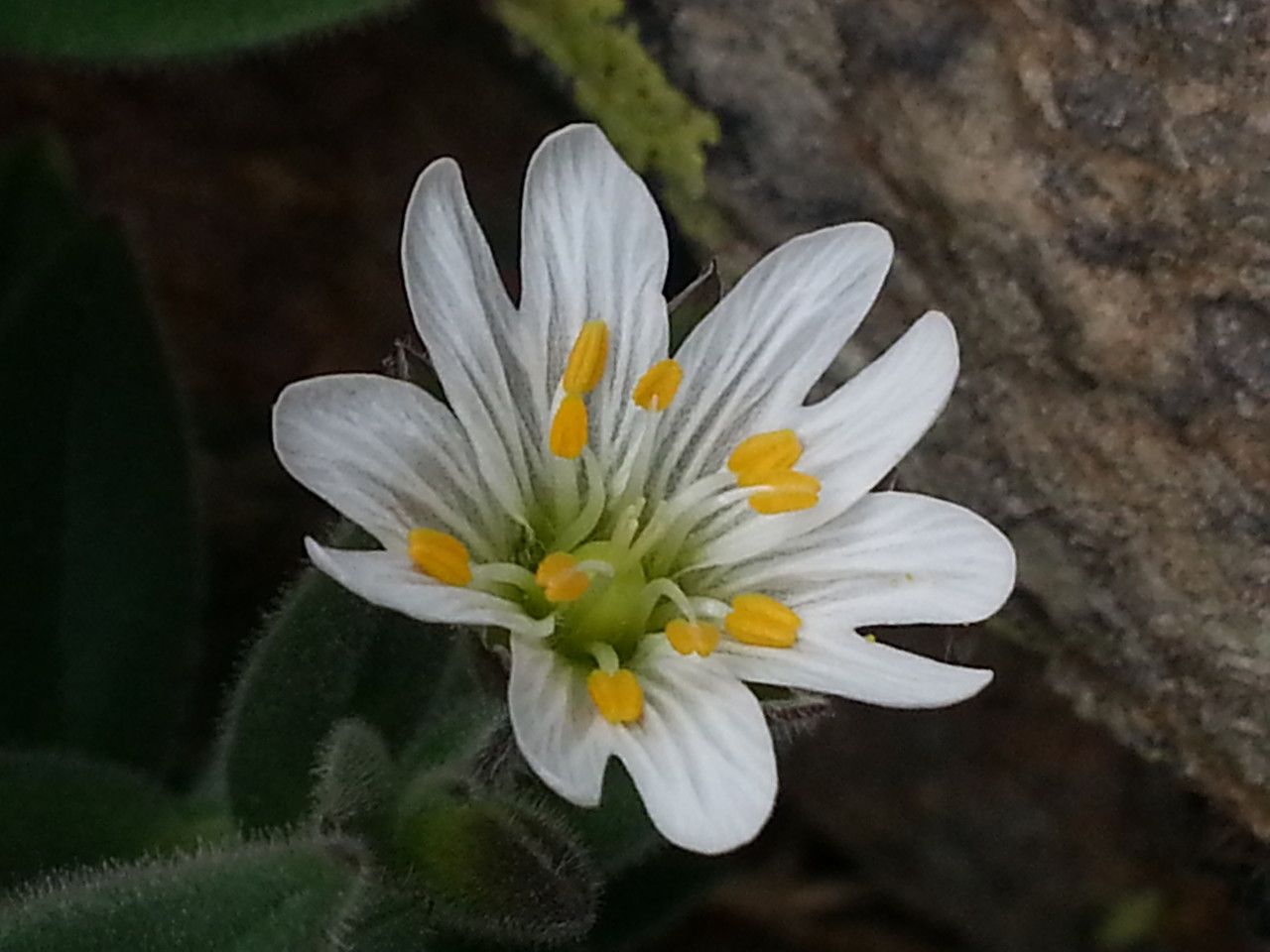Cerastium pyrenaicum flower