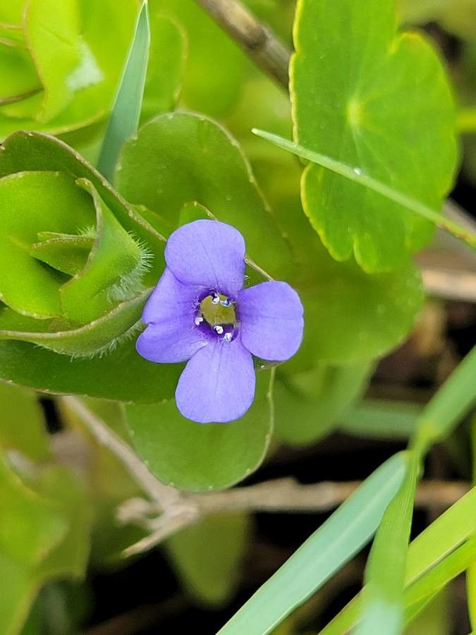Bacopa caroliniana flower