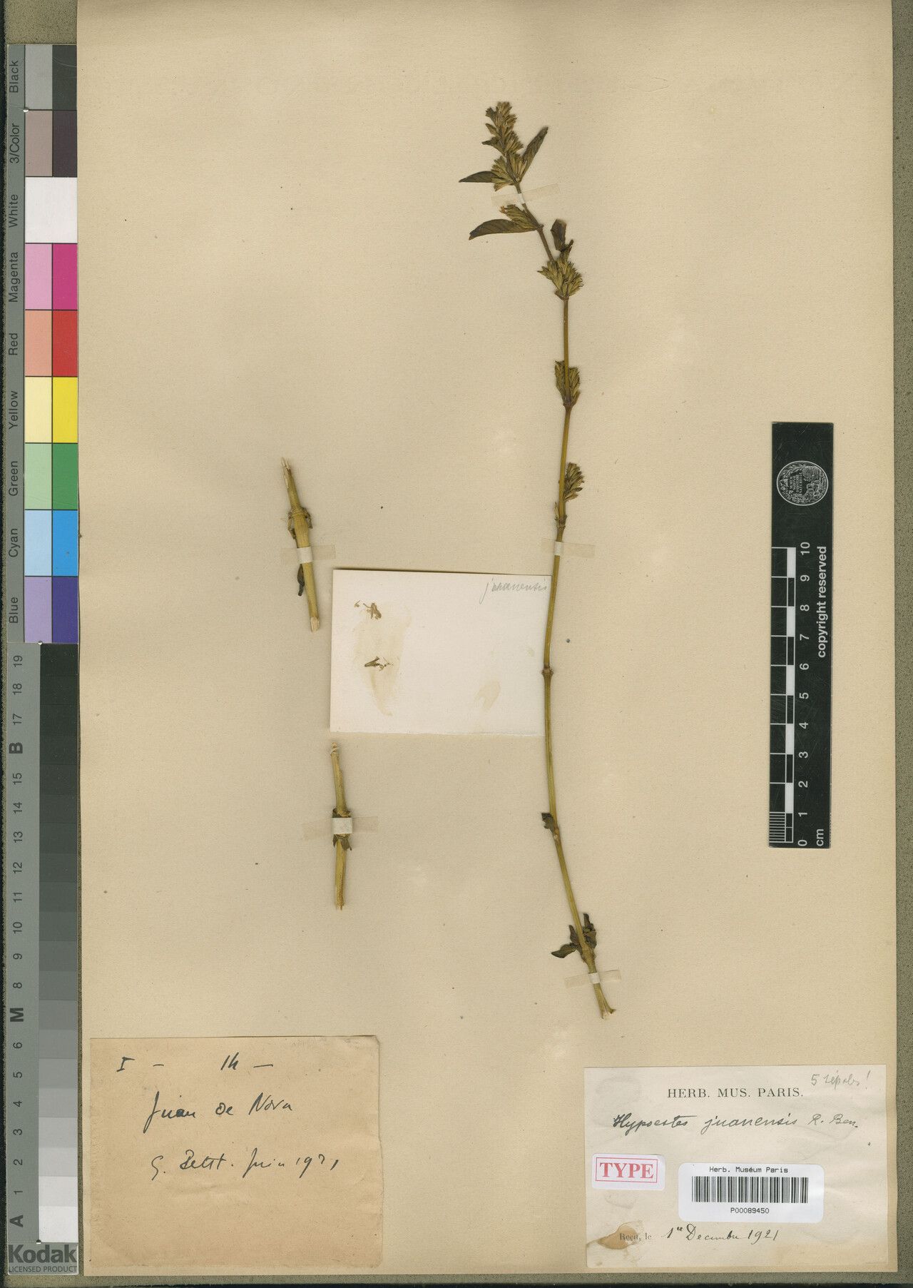 Hypoestes juanensis — houseplant care guide