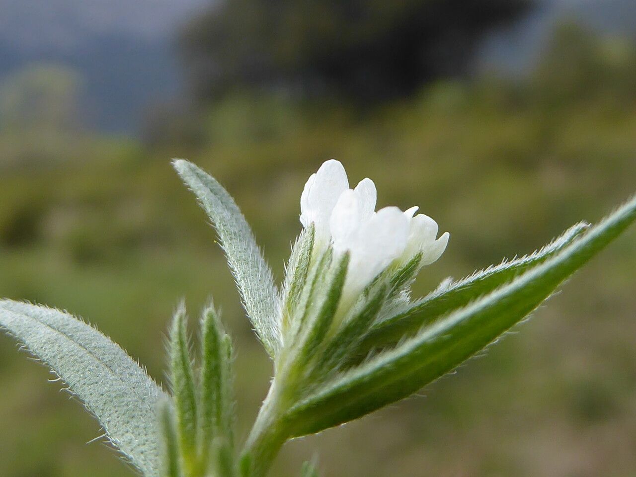 Buglossoides arvensis flower