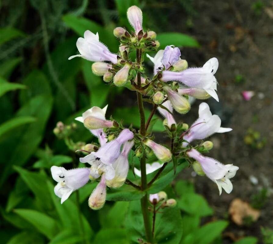 Penstemon calycosus flower