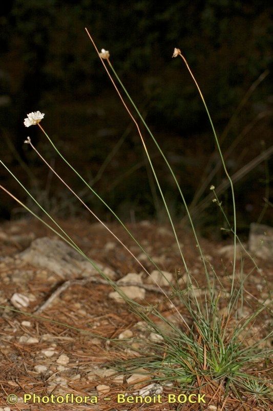 Armeria belgenciensis habit