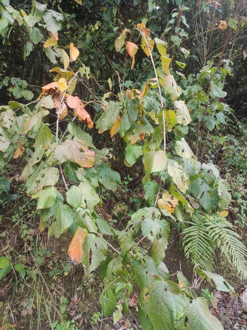Croton caudatus leaf