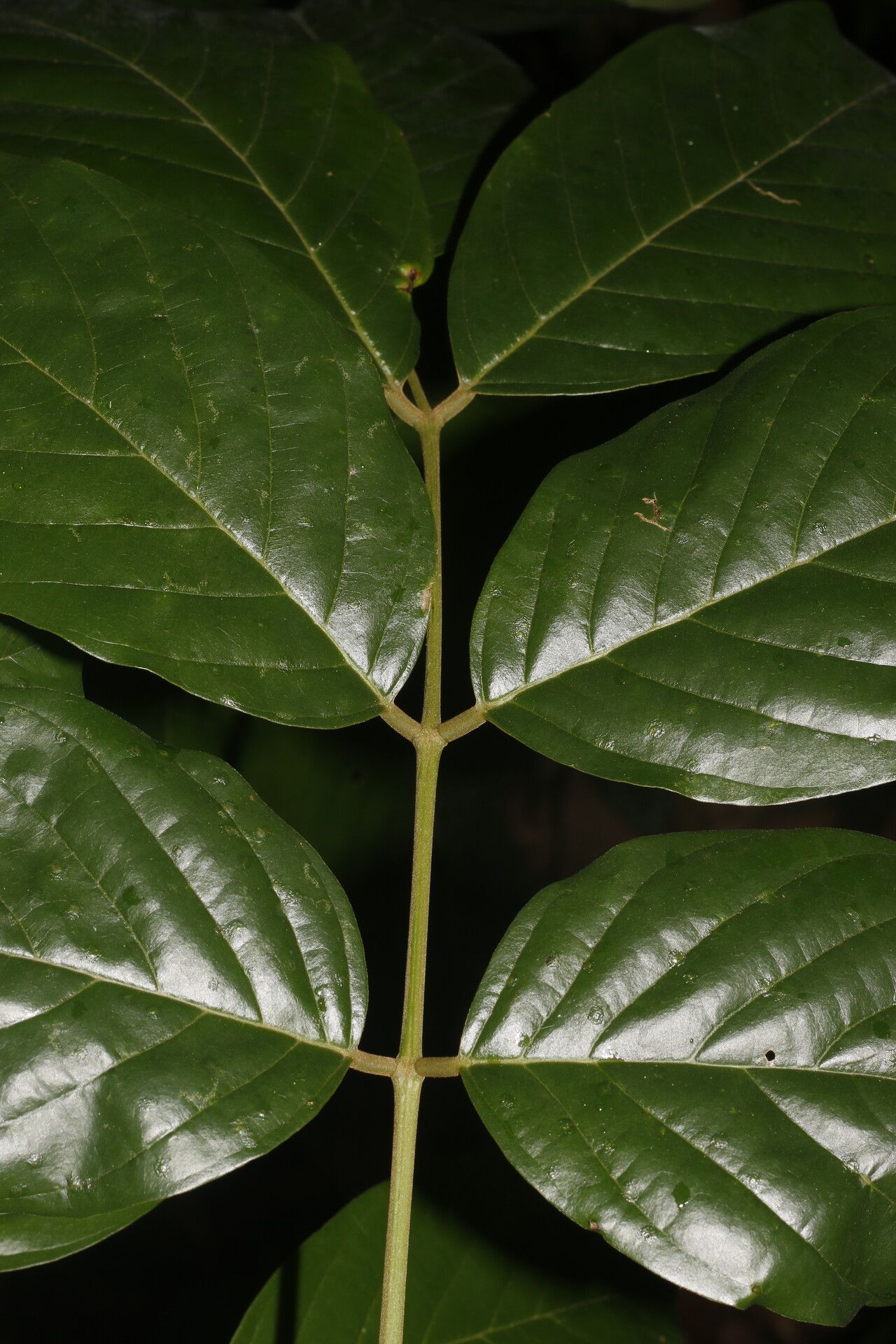 Lonchocarpus macrophyllus bark