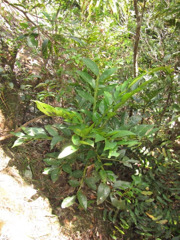 Phyllanthus cherrieri habit