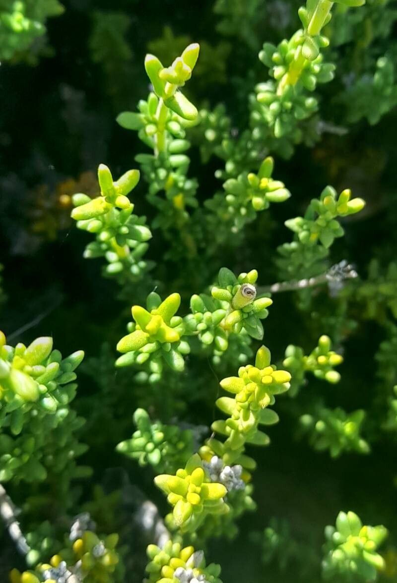 Junellia succulentifolia — houseplant care guide