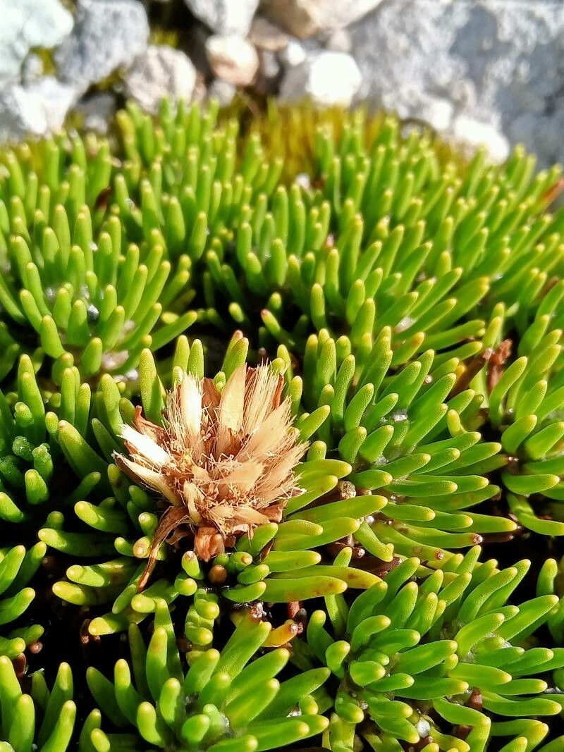 Werneria humilis fruit