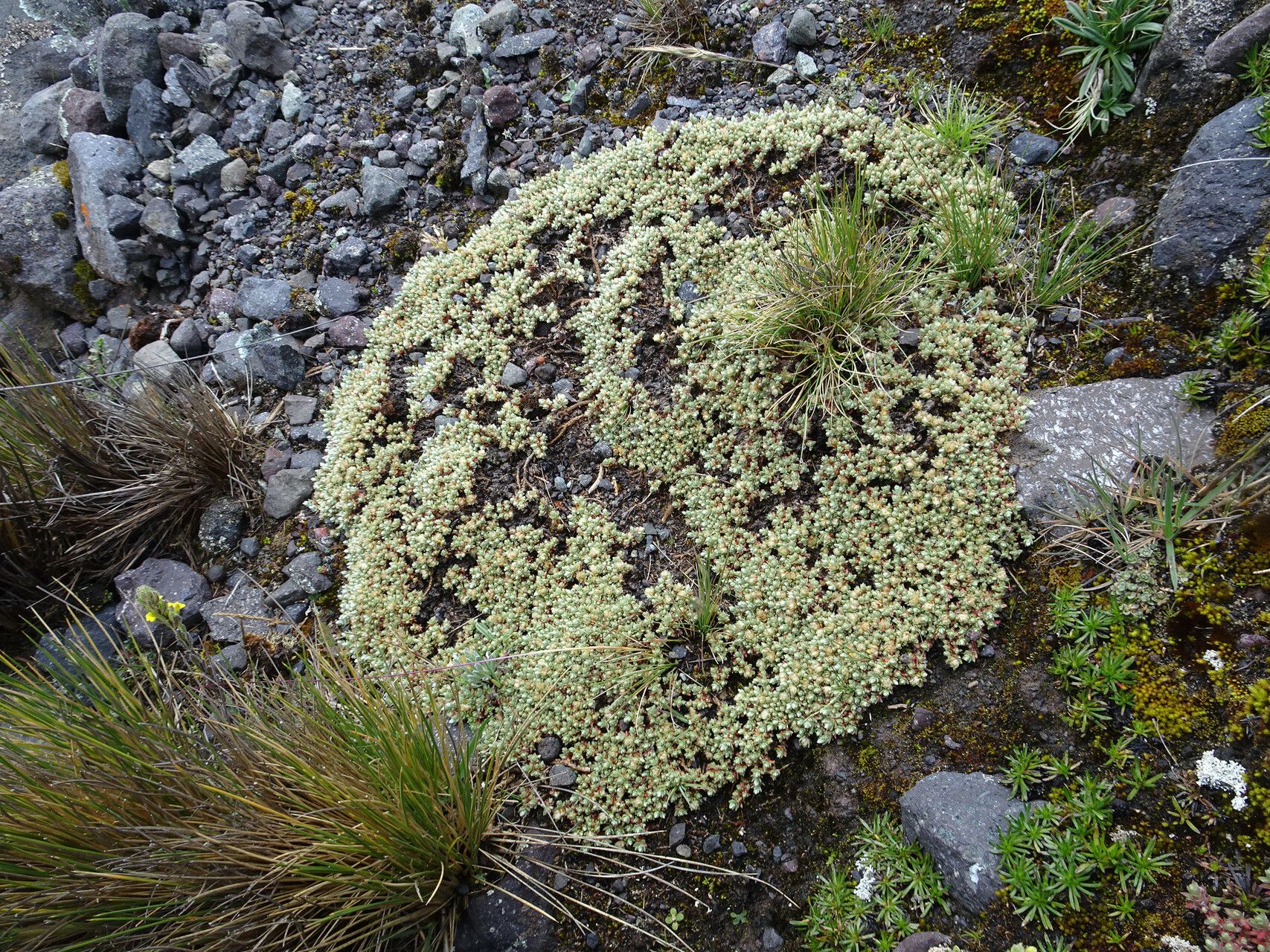 Paronychia andina habit