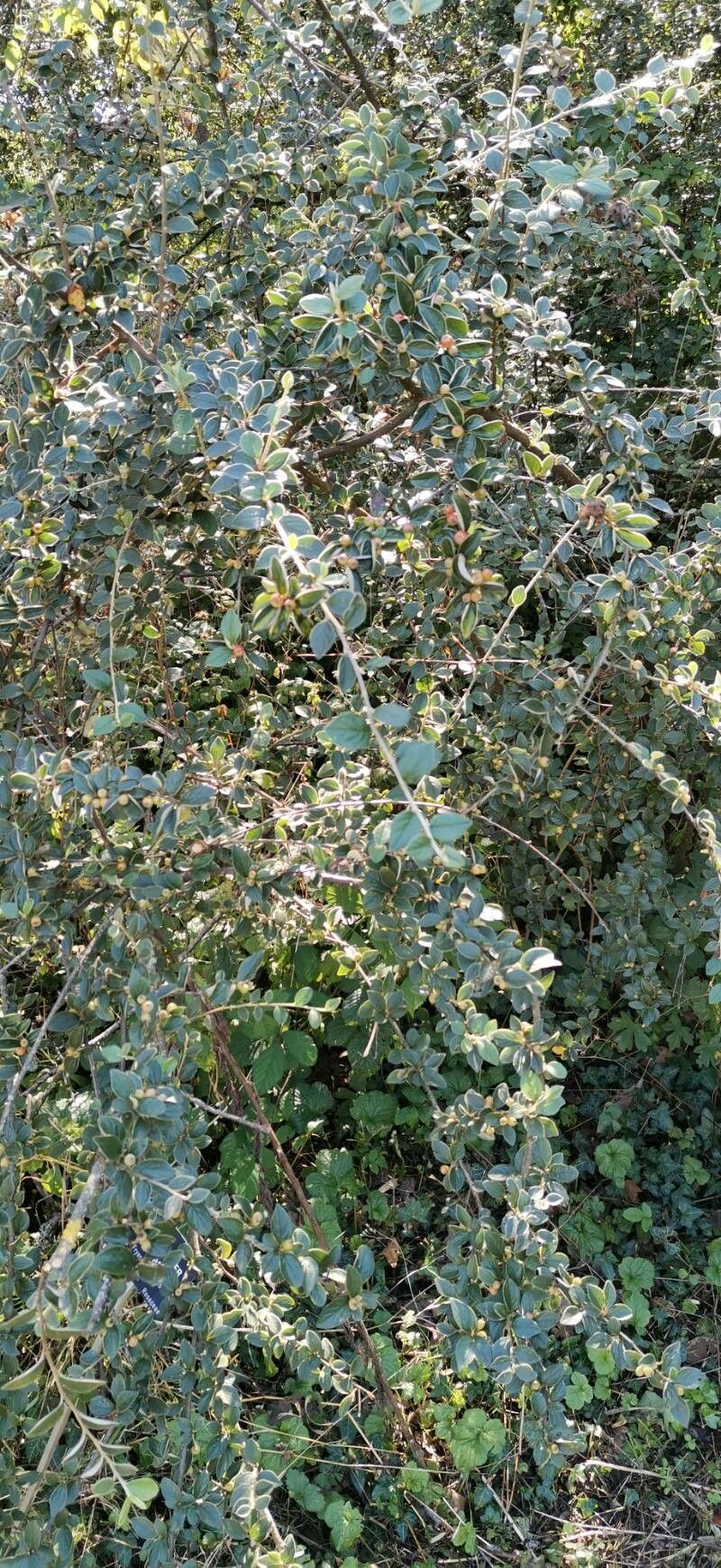 Cotoneaster induratus habit