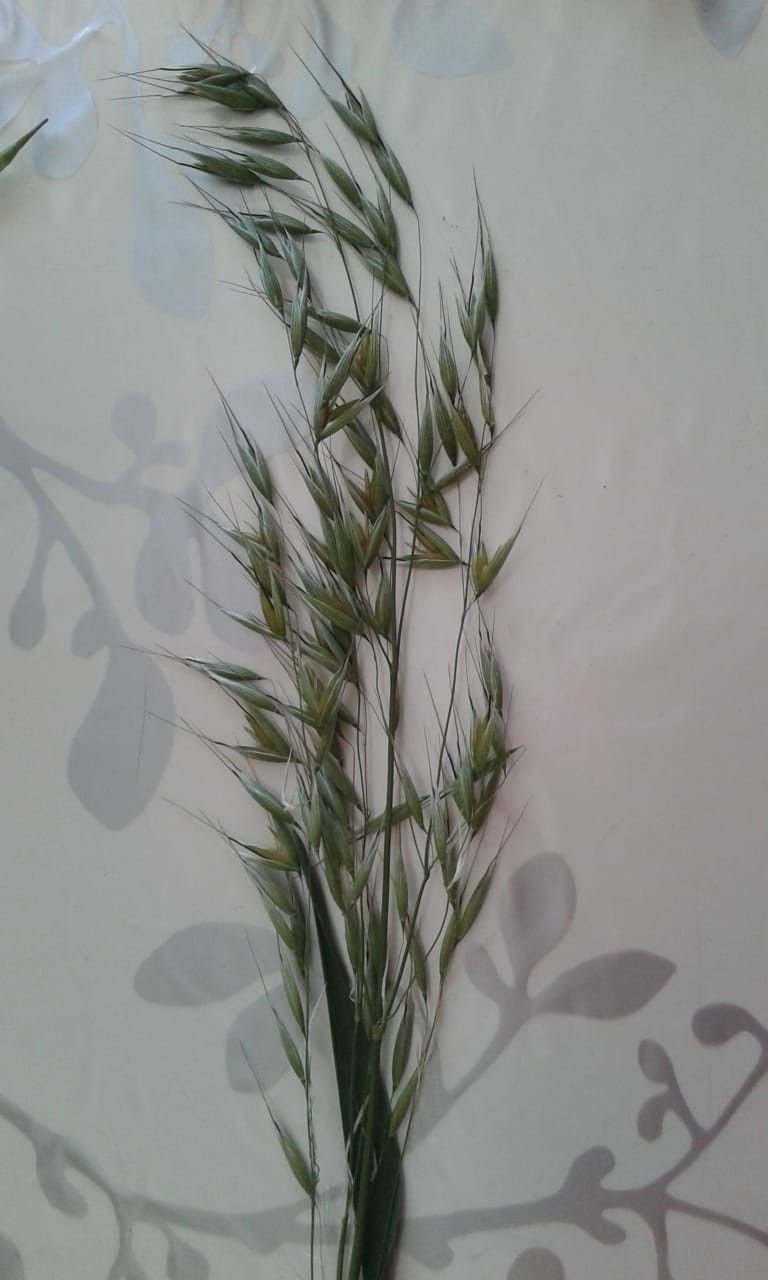 Avena strigosa — search result for 'Avena'