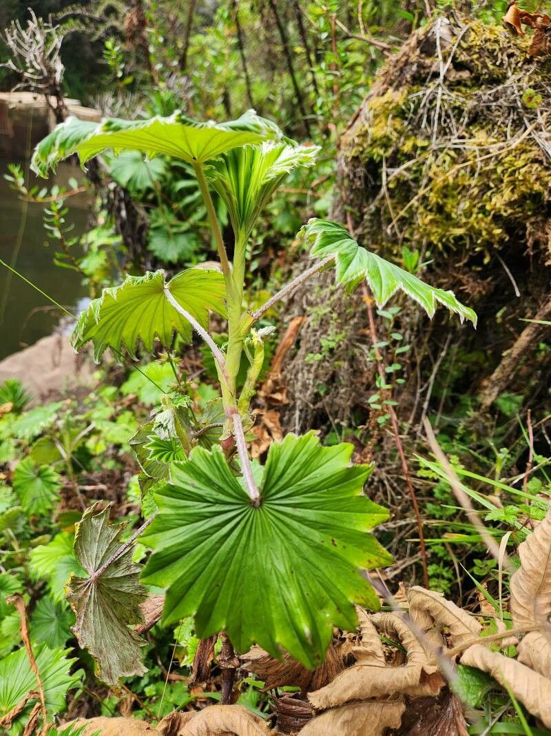 Alchemilla hagenia habit