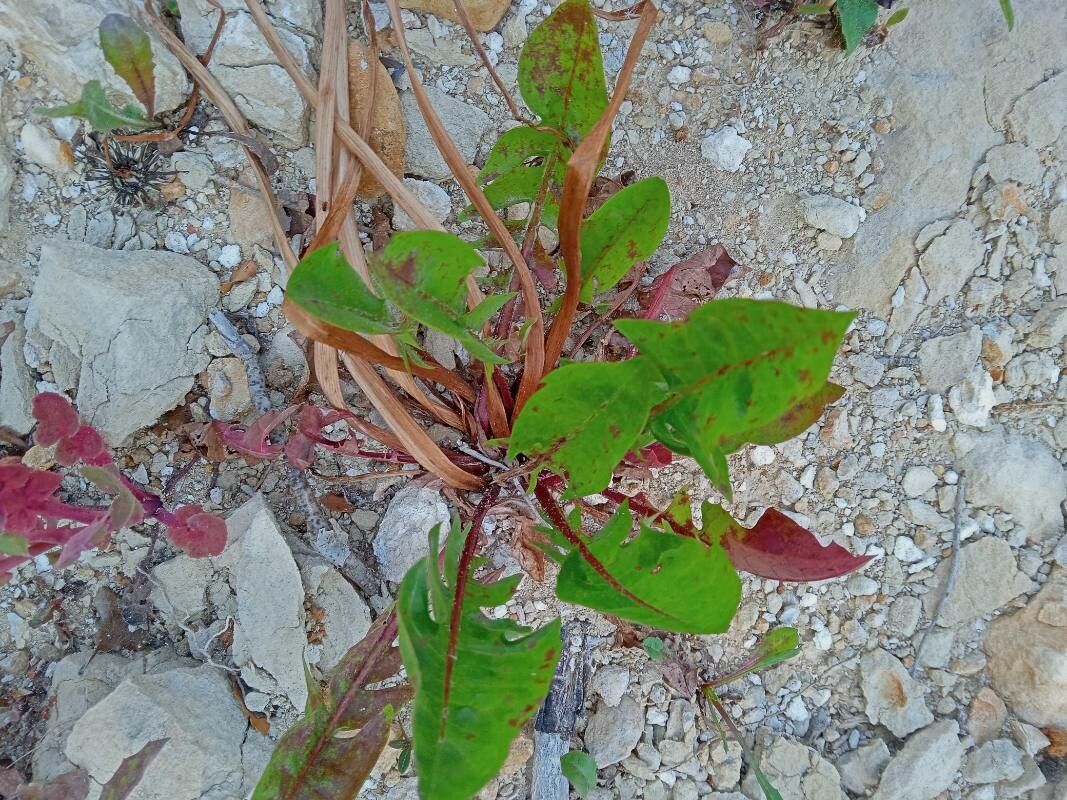 Taraxacum bavaricum — search result for 'Taraxacum'