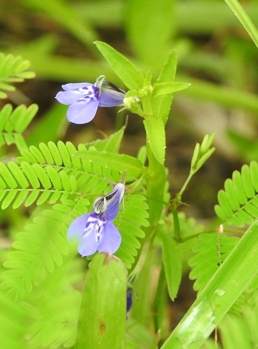 Lobelia fervens — houseplant care guide