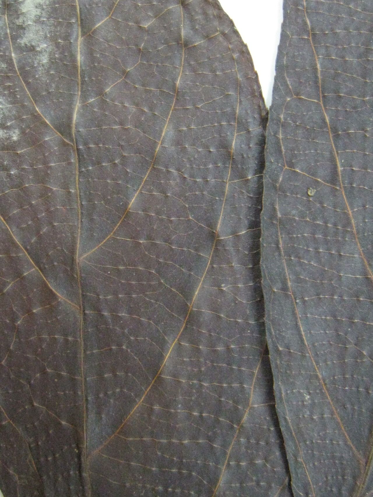 Casearia mariquitensis — houseplant care guide