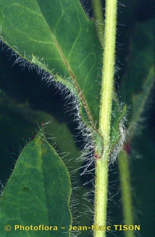 Hieracium ardissonei bark