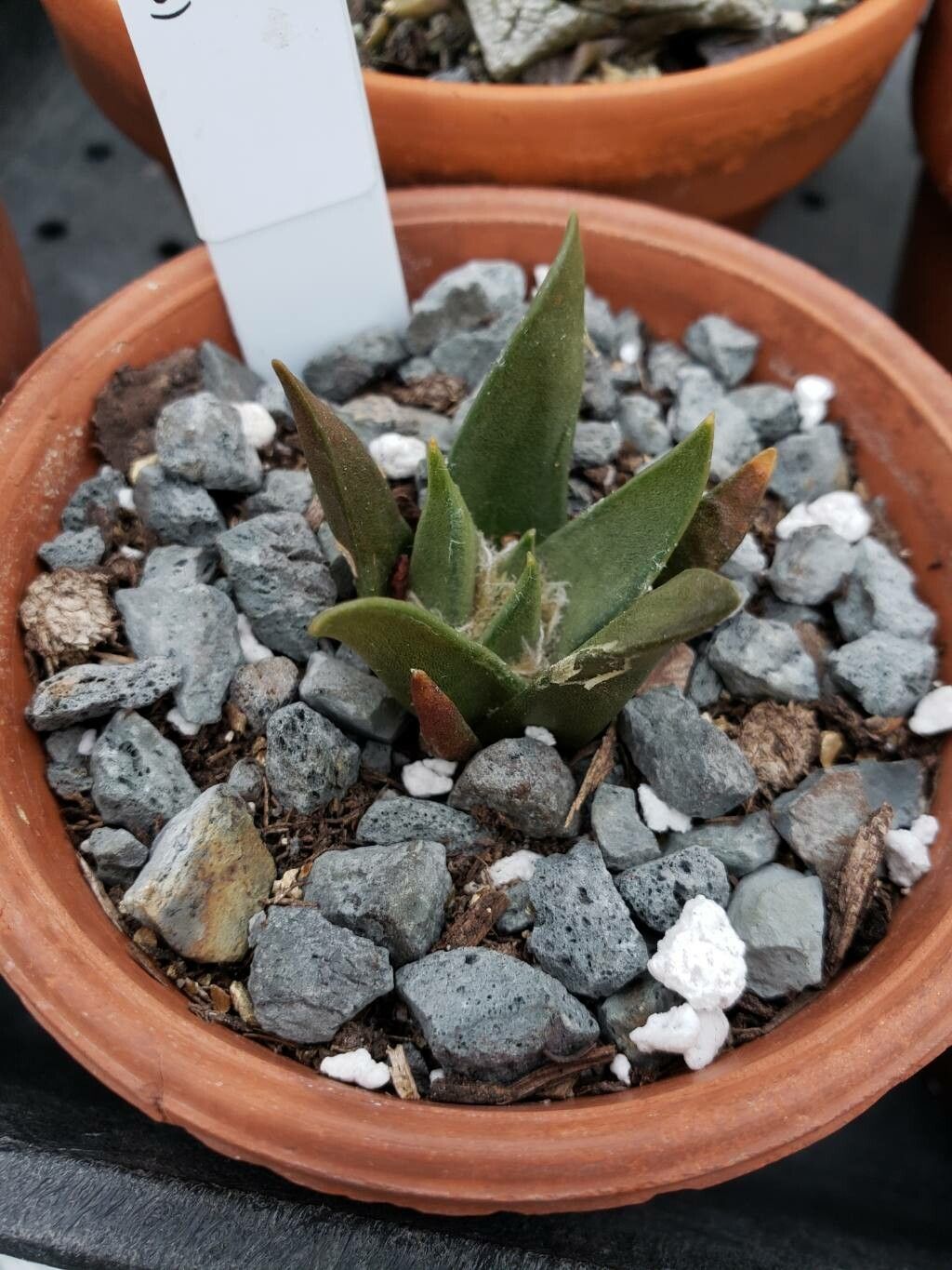 Ariocarpus trigonus leaf