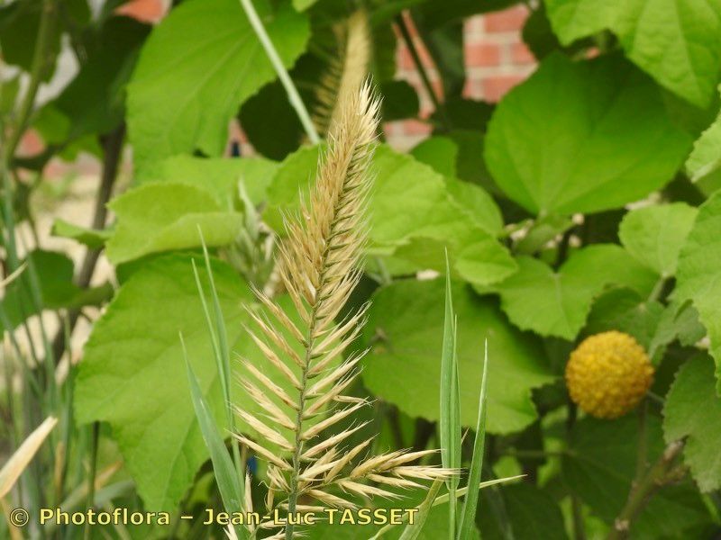 Wangenheimia lima flower