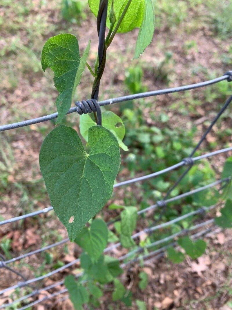 Ipomoea biflora — search result for 'Ipomoea'