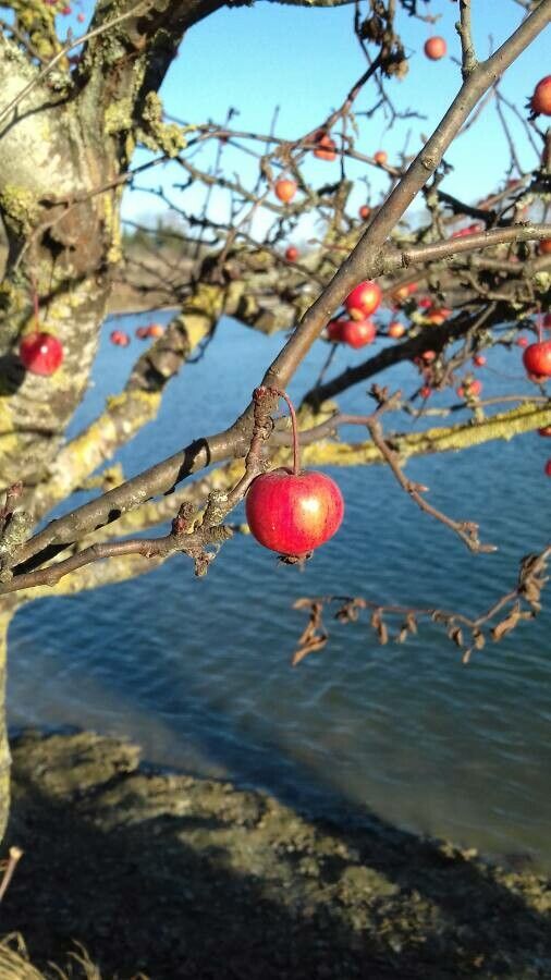 Crataegus laciniata fruit