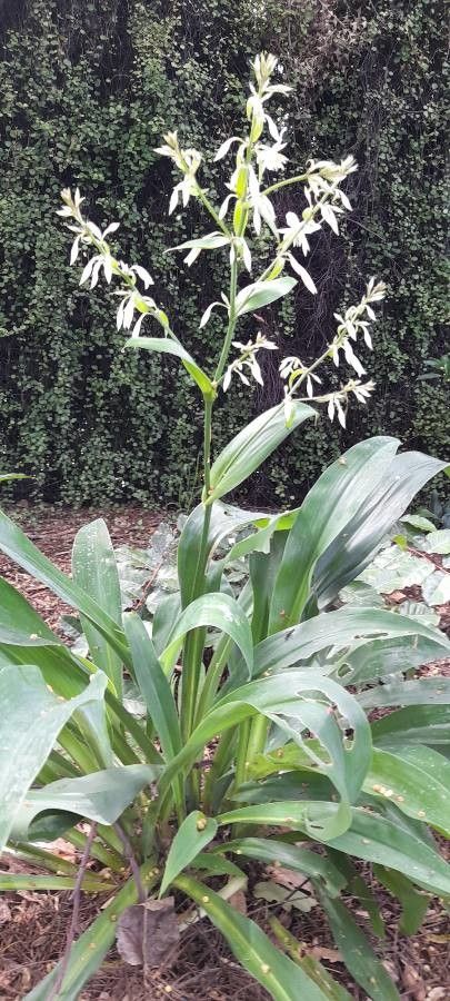 Arthropodium cirrhatum habit