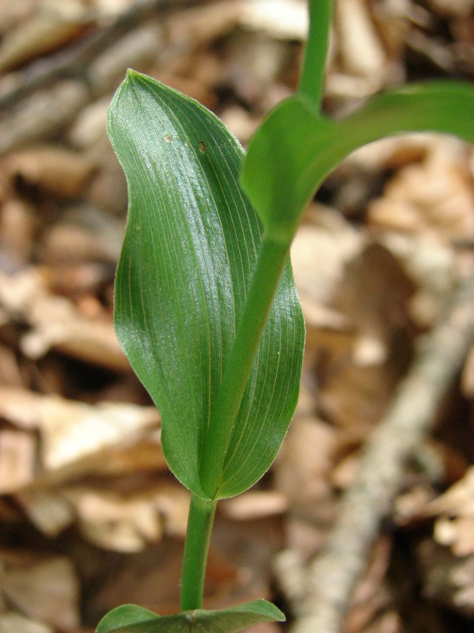 Epipactis exilis — search result for 'Epipactis'