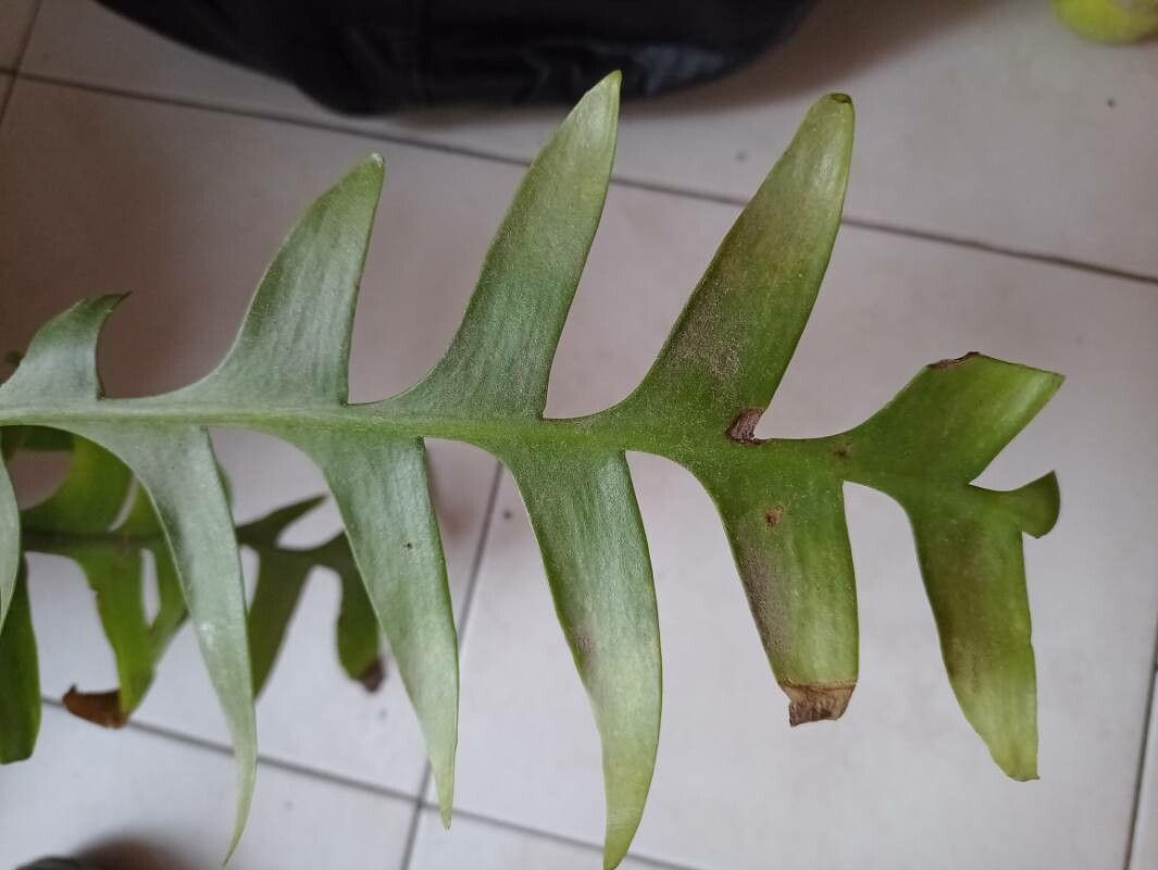 Selenicereus chrysocardium