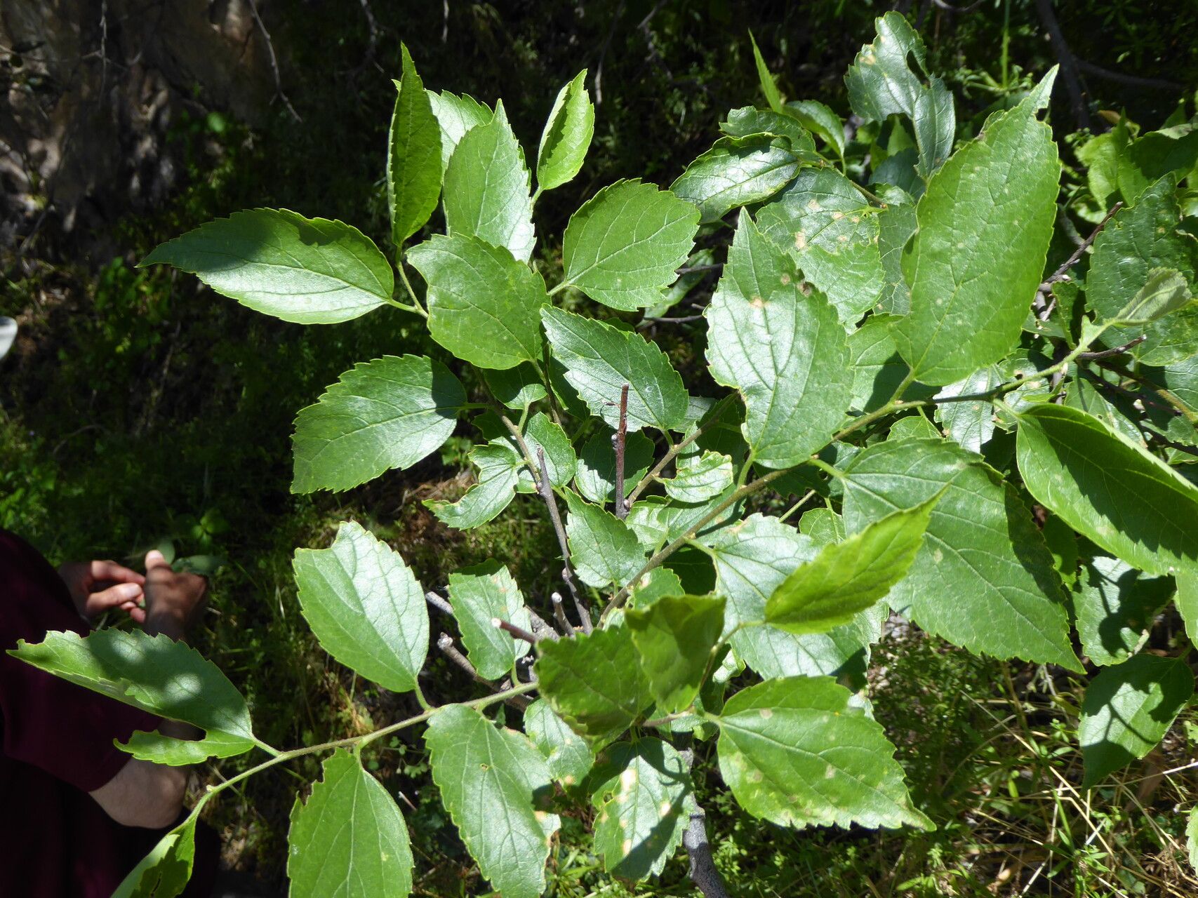 Celtis caucasica leaf
