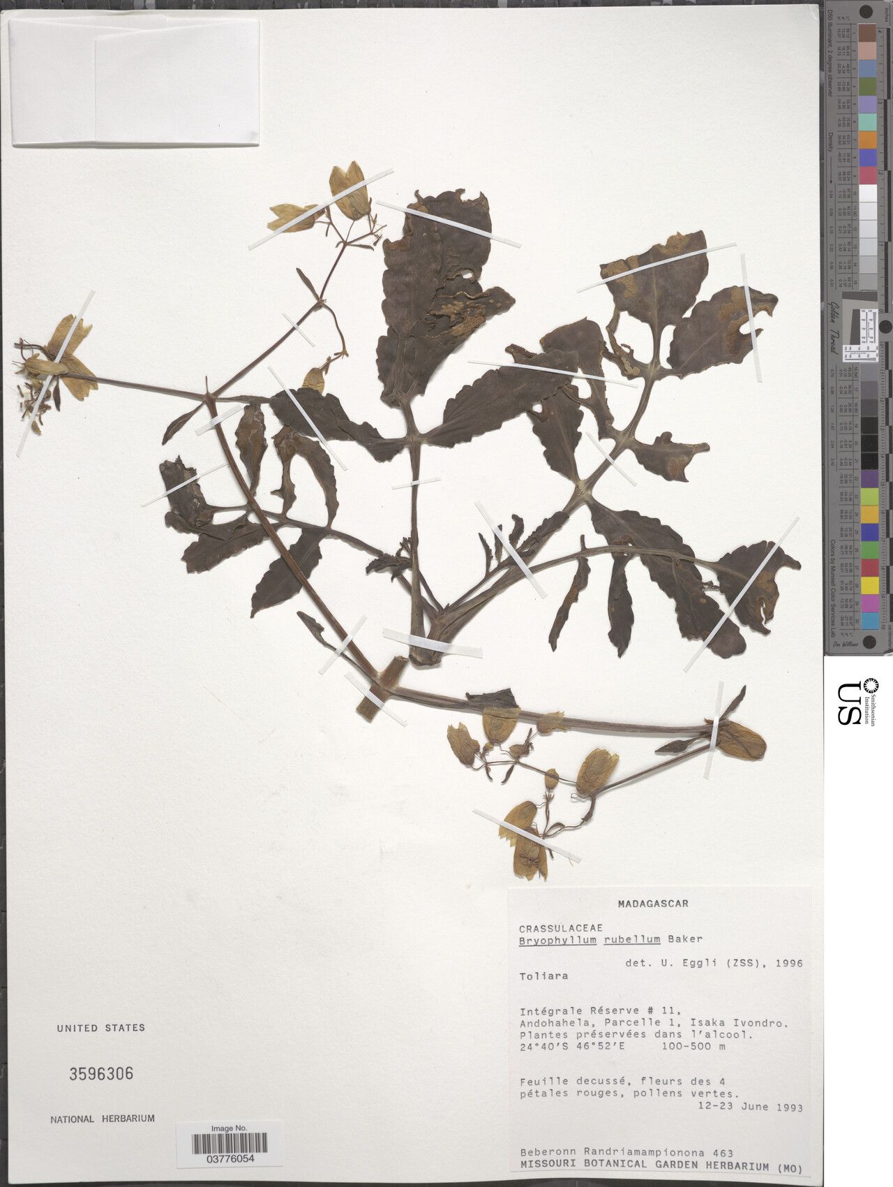 Kalanchoe rubella — houseplant care guide