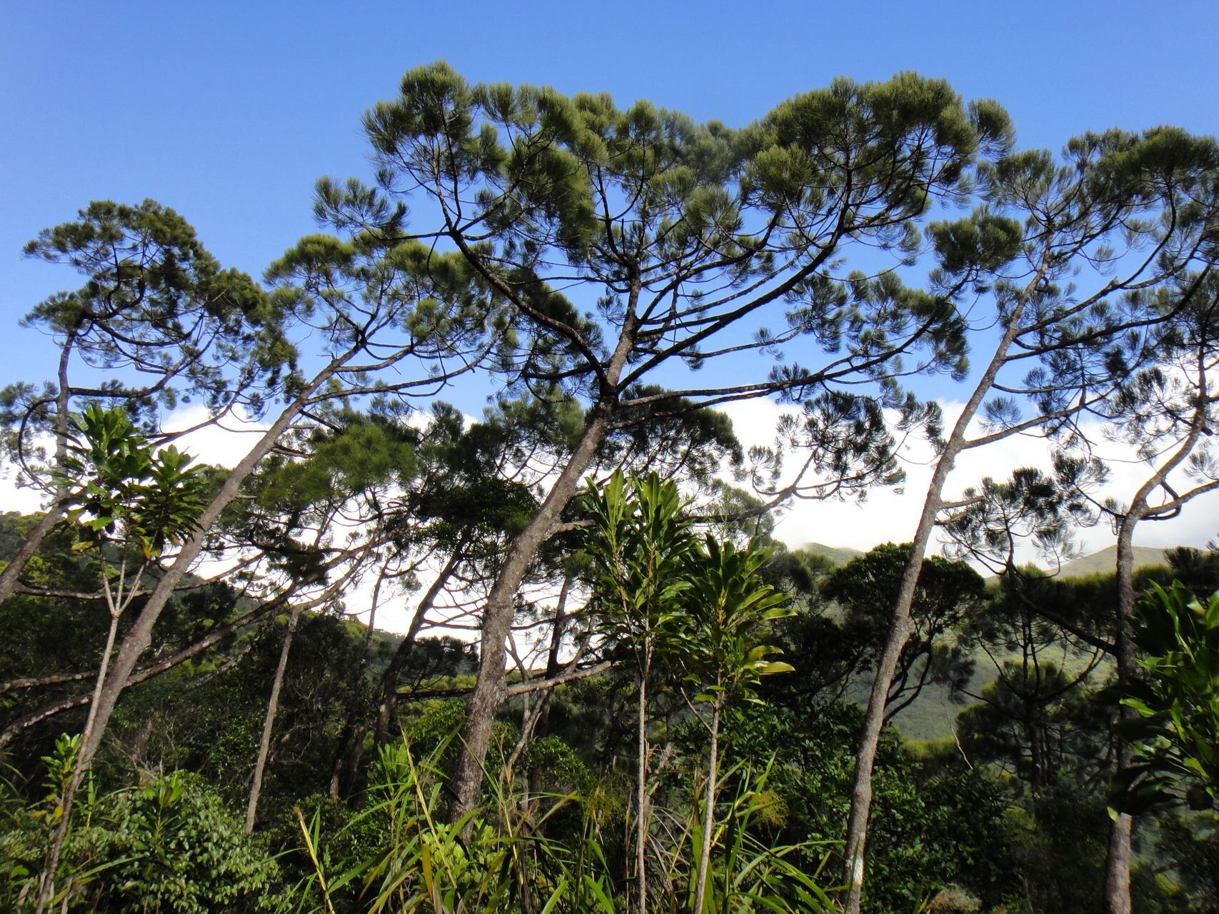 Gymnostoma glaucescens habit