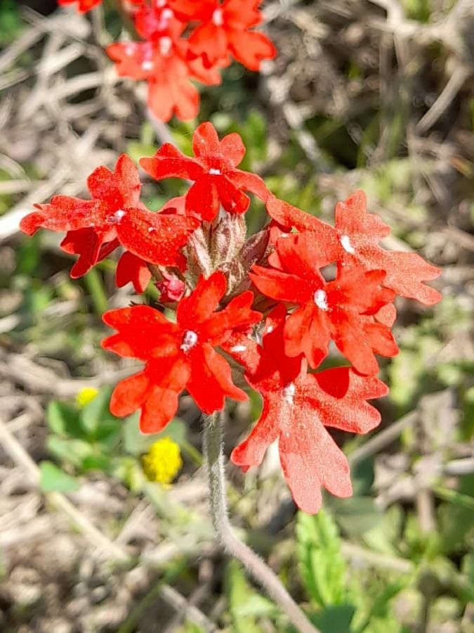 Glandularia tweedieana flower